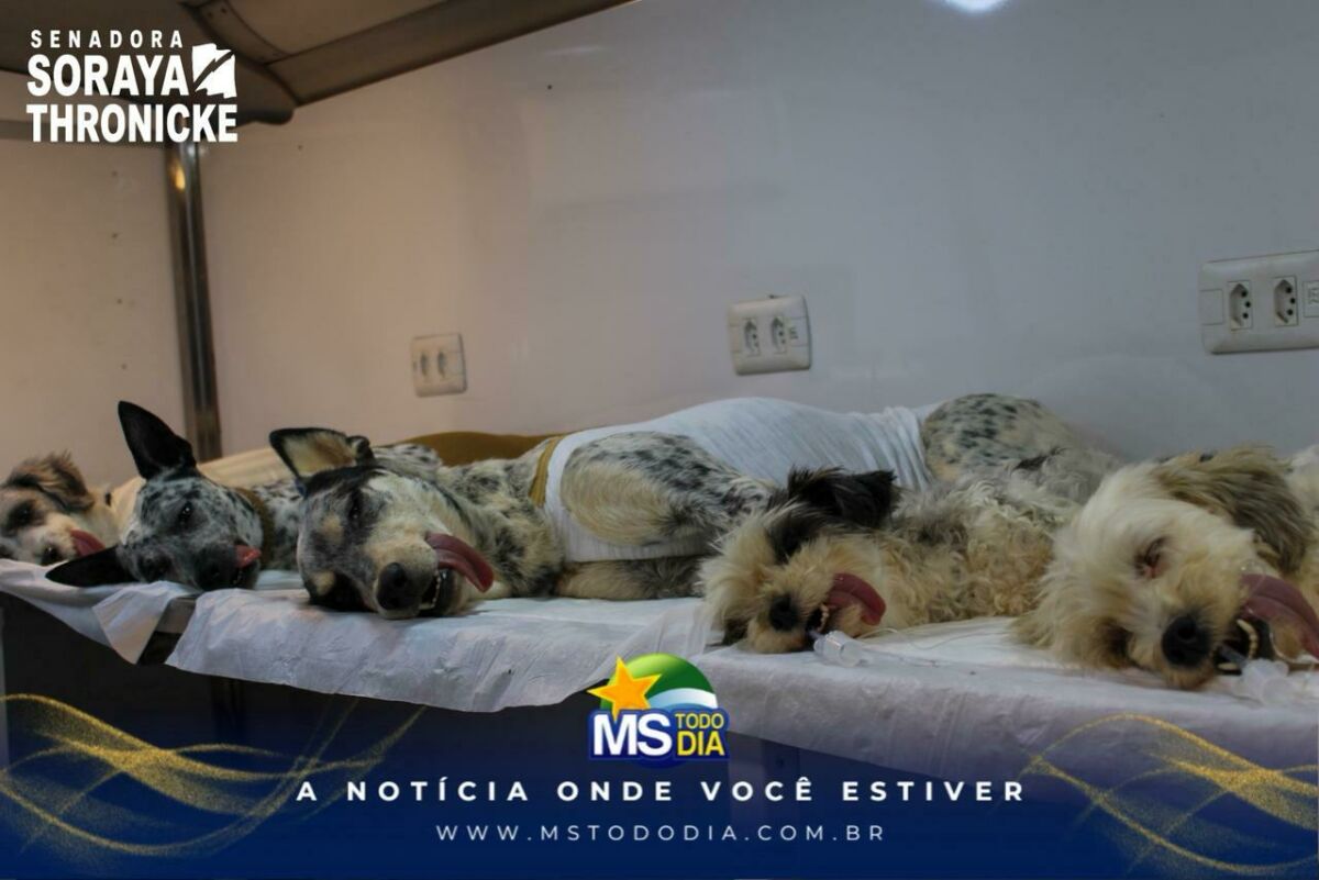 Imagem da Galeria